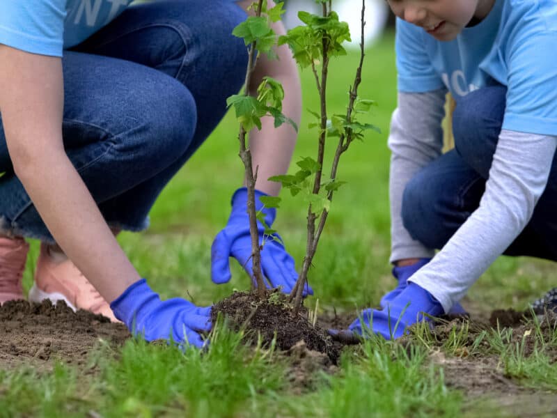 Close-up of volunteers child and woman planting tree in city park together