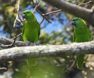 parrot next box